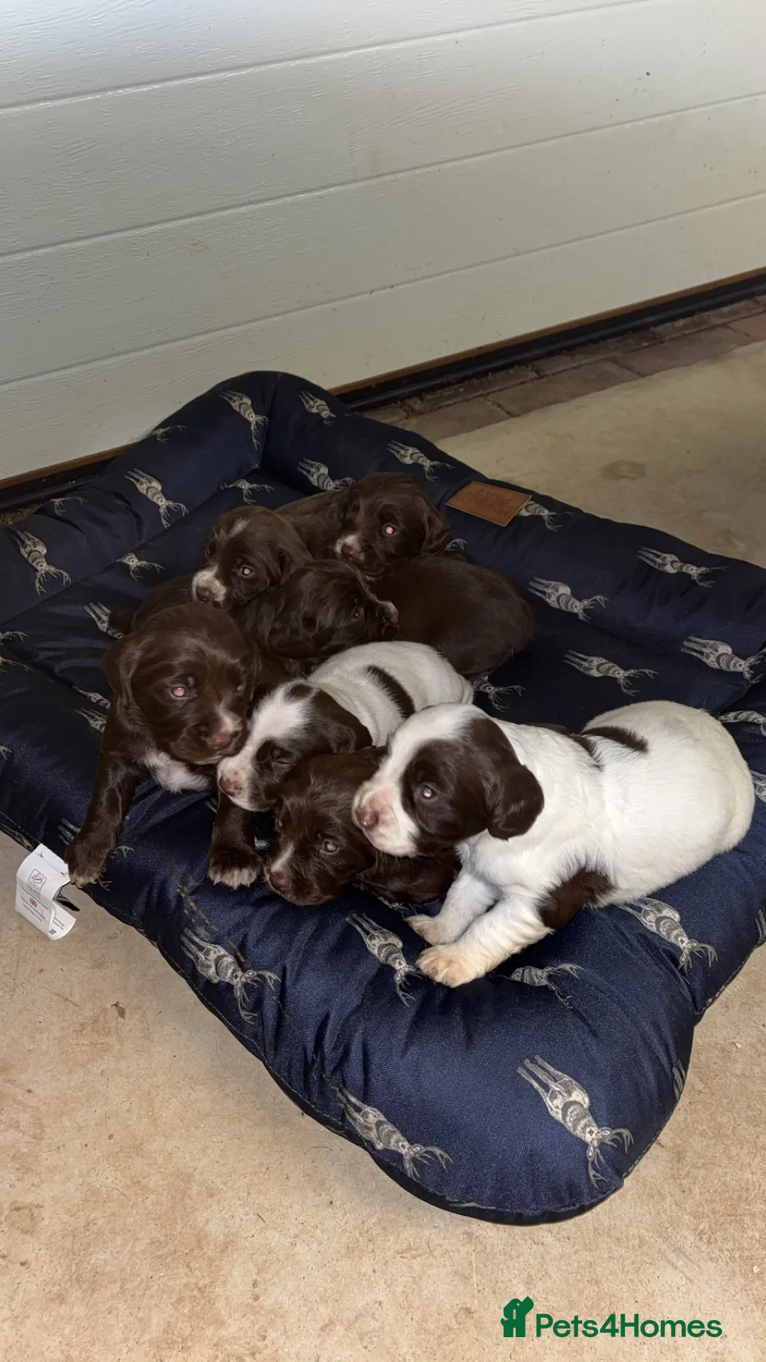Springador dogs for sale: Sprockerdor puppies for sale - Advert 6