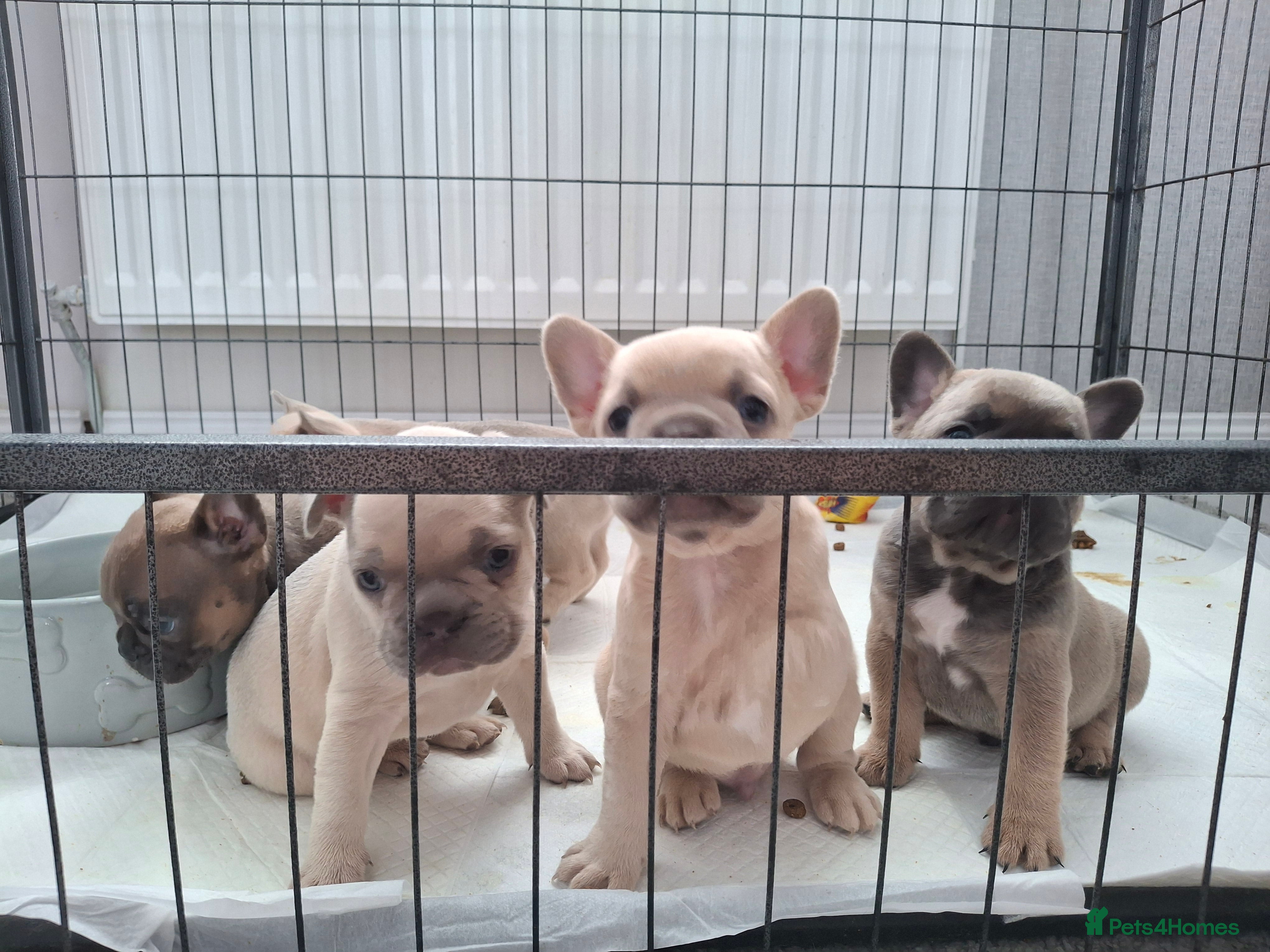French Bulldog dogs French bulldog pups (kc reg ) - Advert 16