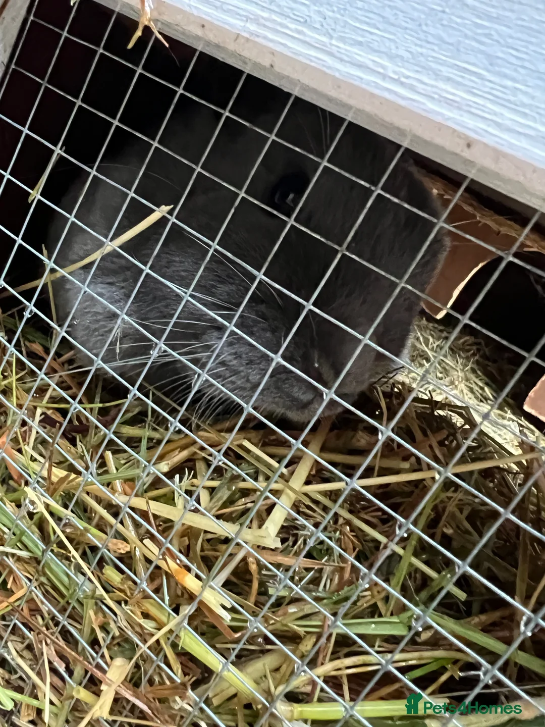 Mini Lop rabbits for sale: *  **  * - Advert 1