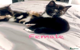 Mixed Breed cats for sale: Delightful mix-breed Siamese-black tabby-kittens - Image 23