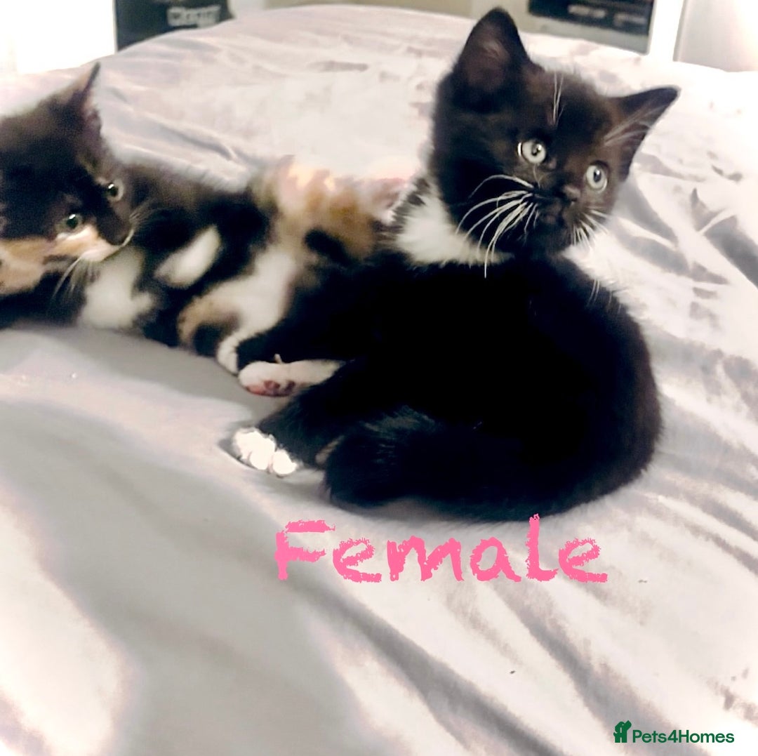Mixed Breed cats for sale: Delightful mix-breed Siamese-black tabby-kittens - Image 23
