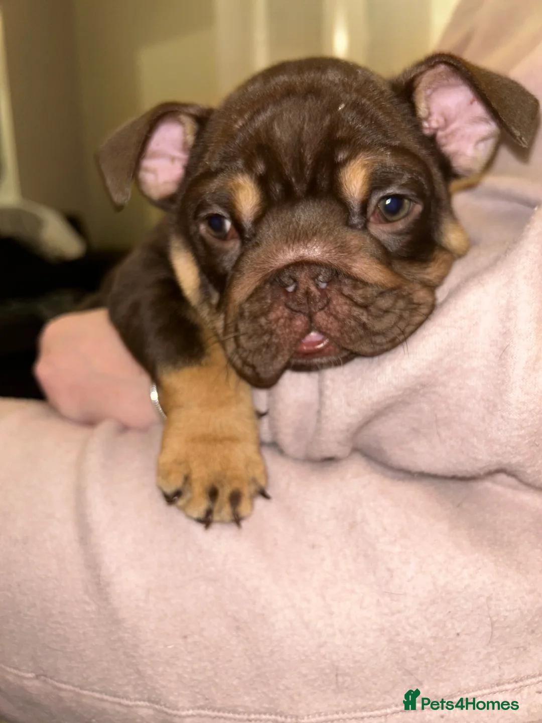 English Bulldog dogs for sale: KOBE X DARLA 5x SMALL COMPACT UNREAL🔥 - Advert 9