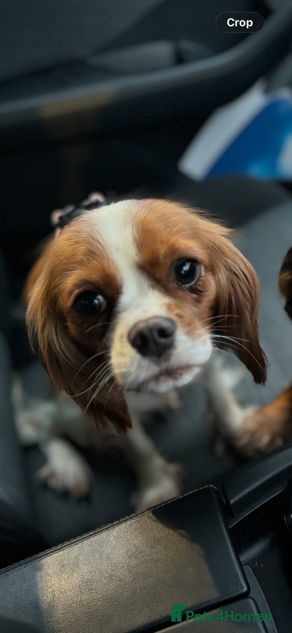 Cavalier King Charles Spaniel dogs KC reg Health tested CKCS Blenheim female - Advert 3