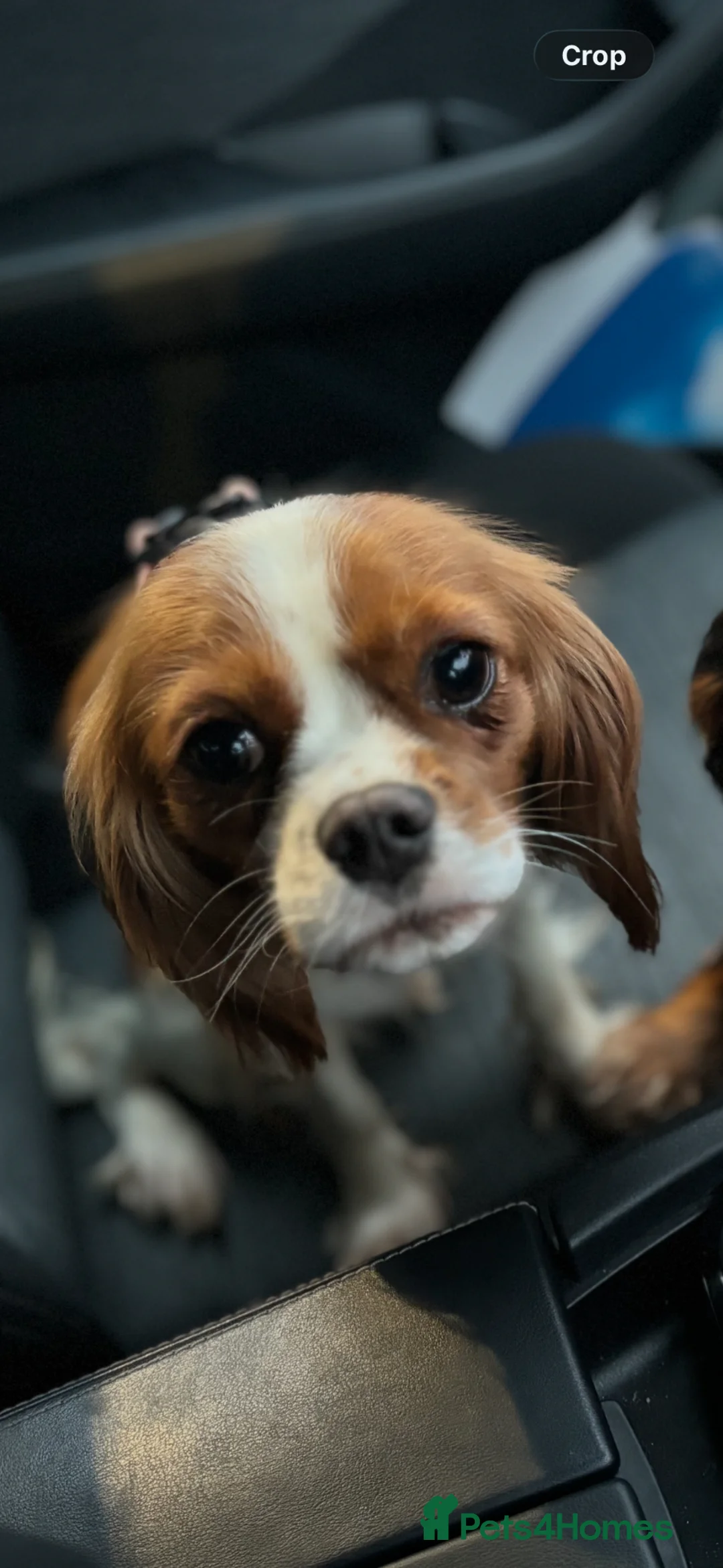 Cavalier King Charles Spaniel dogs for sale: KC reg Health tested CKCS Blenheim female - Advert 1