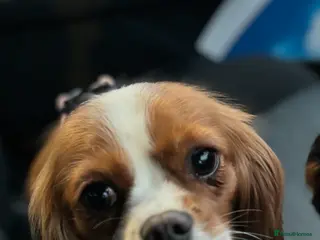 Cavalier King Charles Spaniel dogs KC reg Health tested CKCS Blenheim female - Advert 5