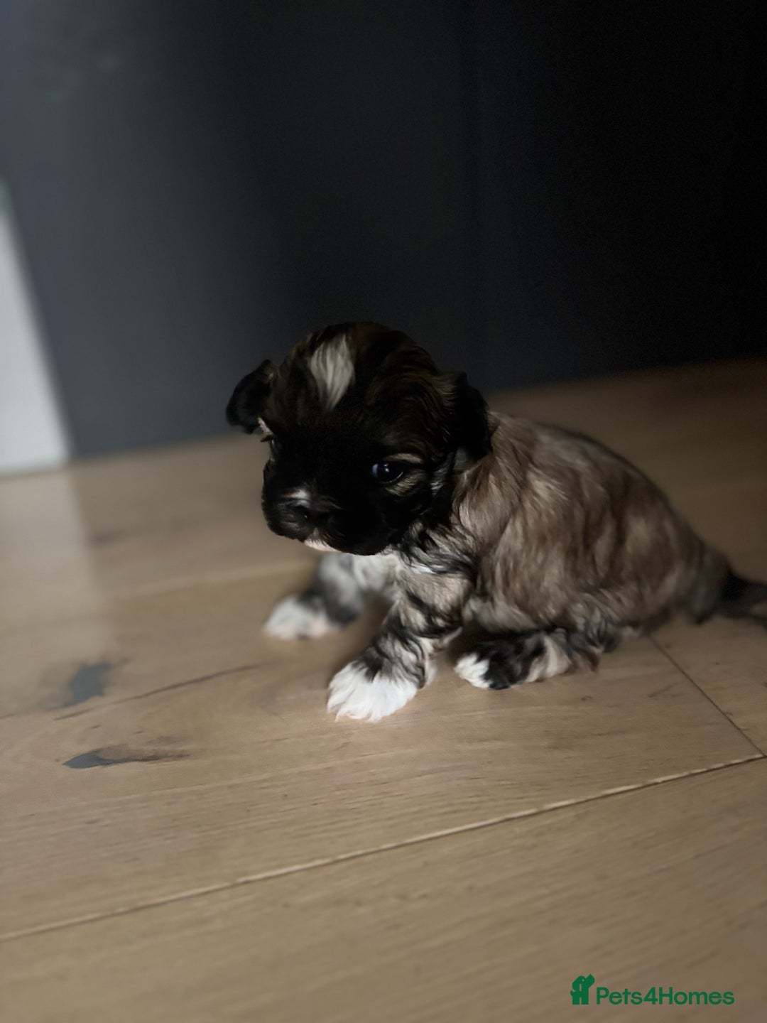 Shih Tzu dogs for sale: 💖 Imperial Shih Tzu Puppies 2 boys and 2 girls - Advert 8