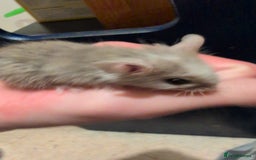 Mouse rodents for sale: Super tame handled African soft fur mice  - Image 6