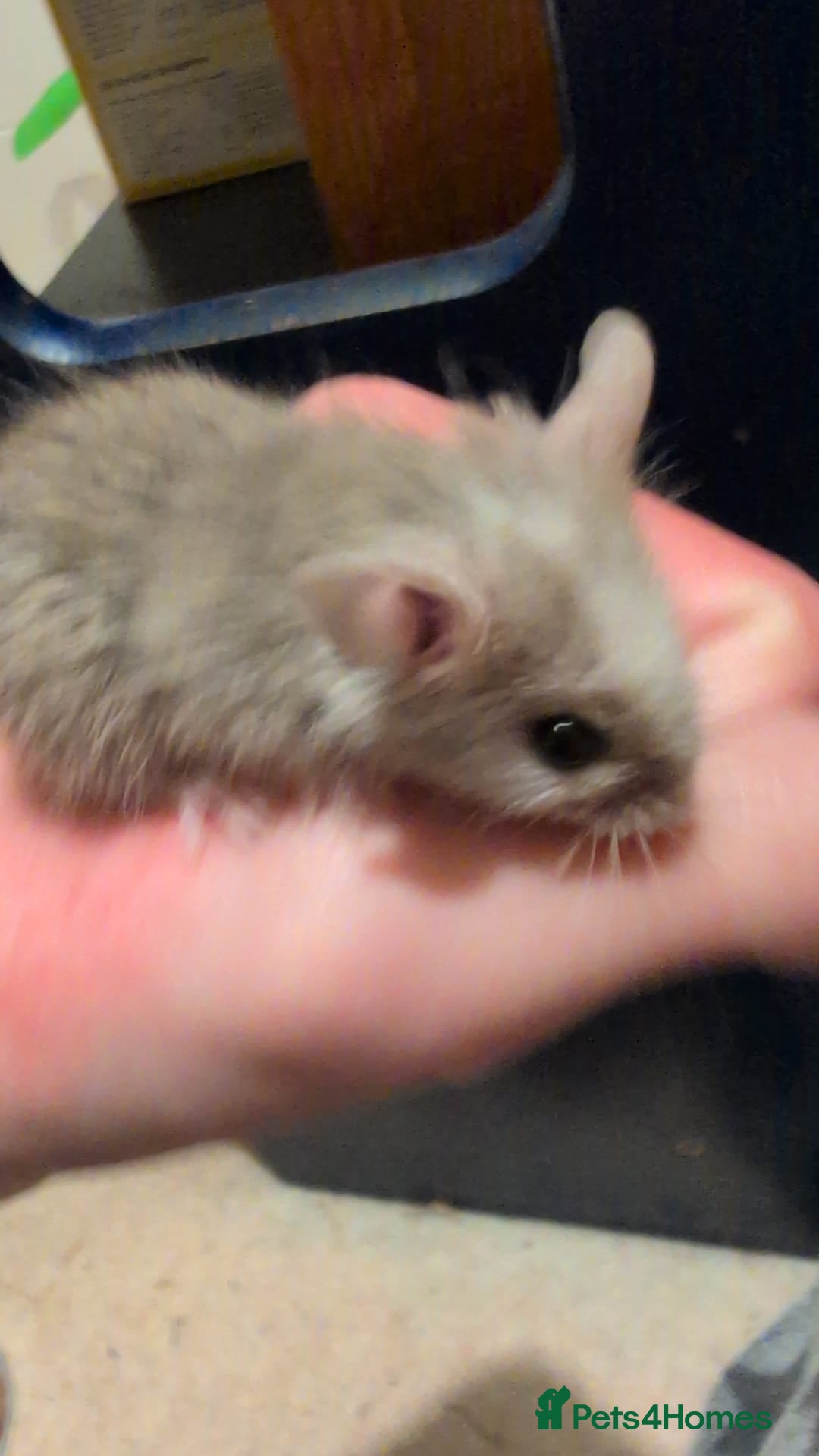 Mouse rodents for sale: Super tame handled African soft fur mice  - Image 6