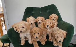 Miniature Poodle dogs for stud: Stunning proven KC health tested Red Stud in Reading - Image 13