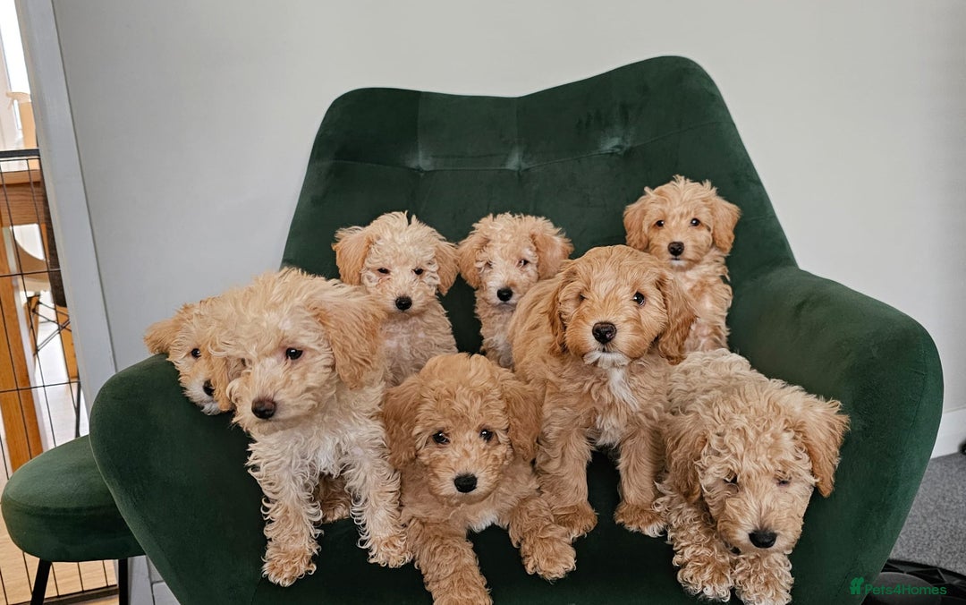 Miniature Poodle dogs for stud: Stunning proven KC health tested Red Stud in Reading - Image 13