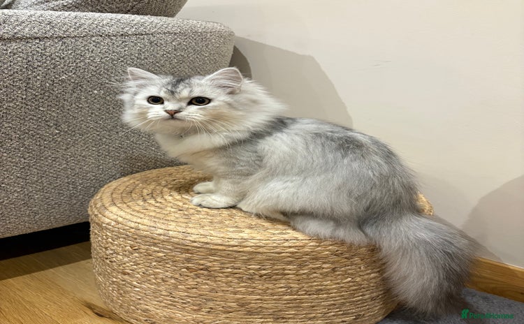 Persian cats Beautiful Persian boy  - Advert 2