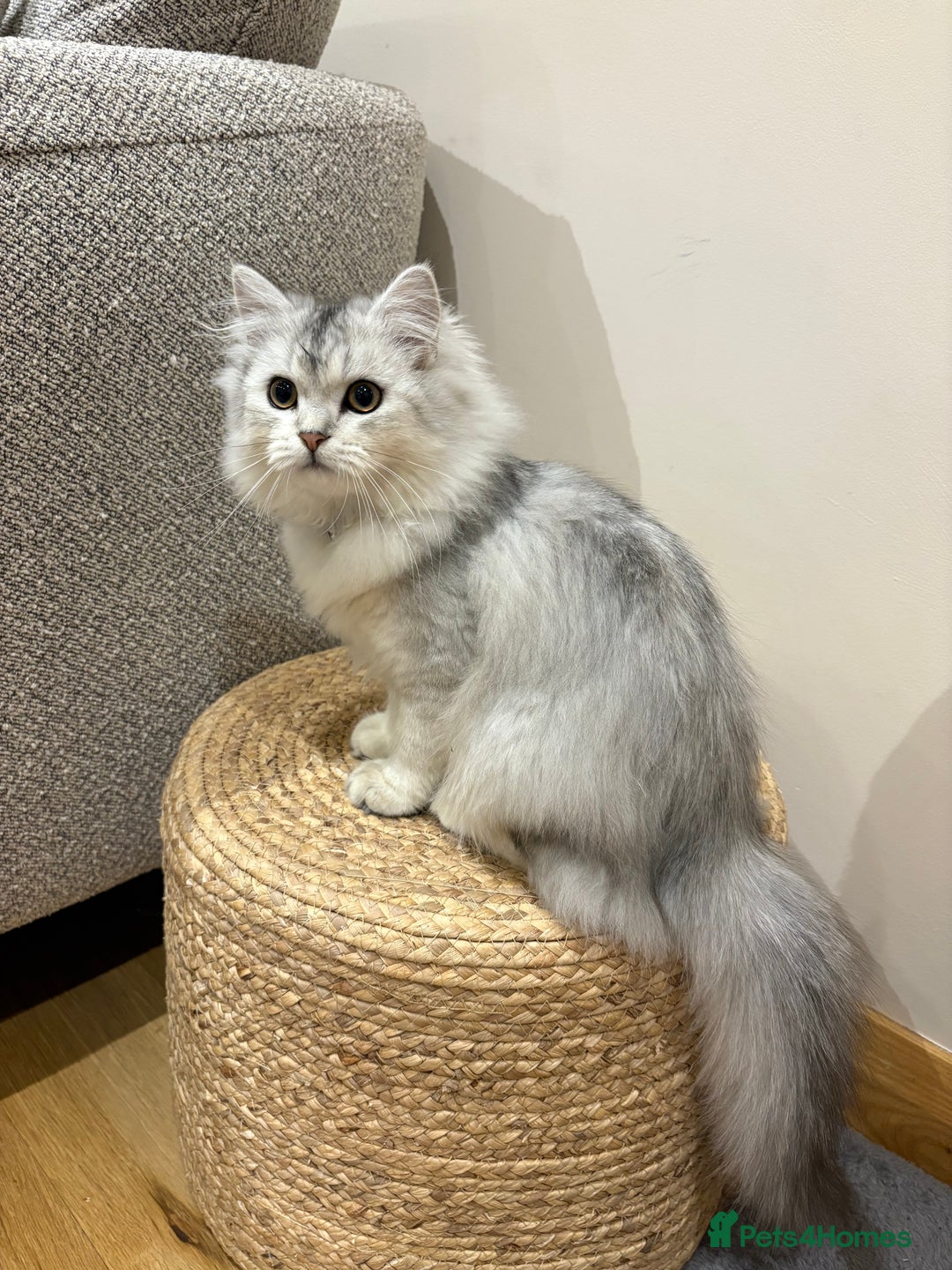 Persian cats for sale: Beautiful Persian boy  - Advert 1