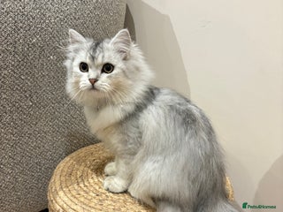 Persian cats Beautiful Persian boy - Advert 1