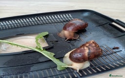 Snails invertebrates for sale: 2 Giant African Land Snails with enclosure  - Image 2