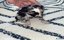 Whippet dogs for sale: Collie X whippet X whippet  - Image 9