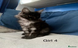 Maine Coon cats for sale: XXL  Ready Now TICA pure bread Maine Coon Kittens  - Image 3