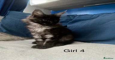 Maine Coon cats - Advert 15