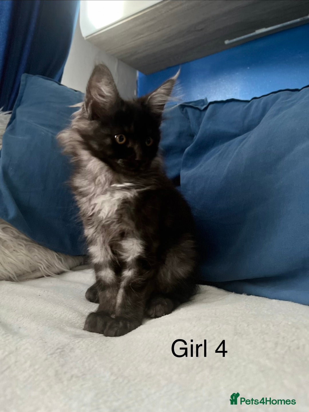 Maine Coon cats for sale: XXL  Ready Now TICA pure bread Maine Coon Kittens  - Image 3