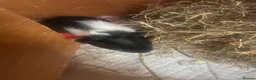 Guinea Pig rodents for sale: Guinea pigs  - Advert 3