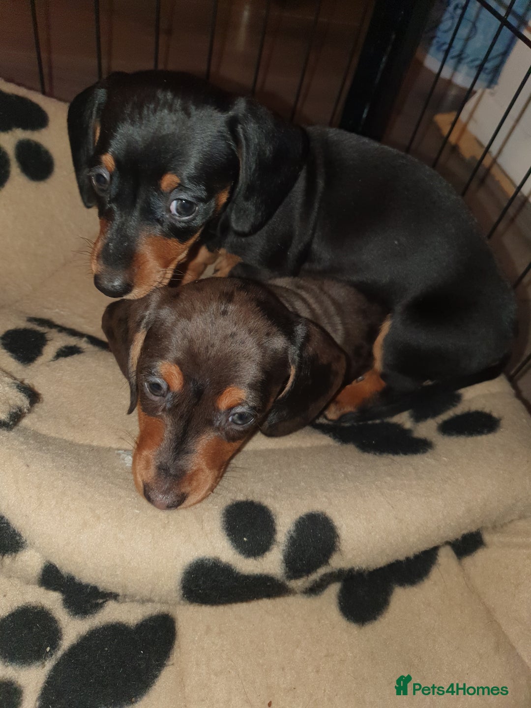 Miniature Dachshund dogs for sale: Minature dachshunds - Advert 10