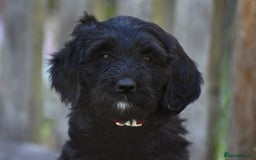 Labradoodle dogs for sale: Beautiful Puppies Ready for the Summer Holidays - Image 22