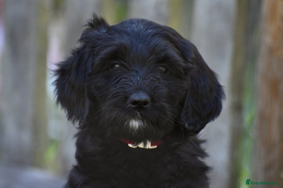 Labradoodle dogs for sale: Beautiful Puppies Ready for the Summer Holidays - Image 22