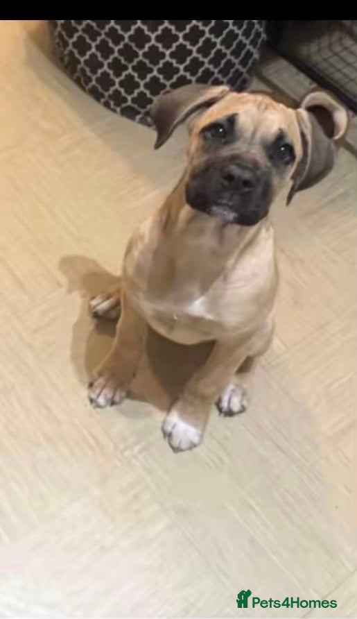 Cane Corso dogs 6 month female old cane corso - Advert 3