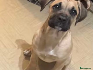 Cane Corso dogs 6 month female old cane corso - Advert 3