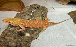 Bearded Dragon reptiles for sale: Last 3 baby dragons AVAILABLE NOW  - Image 18