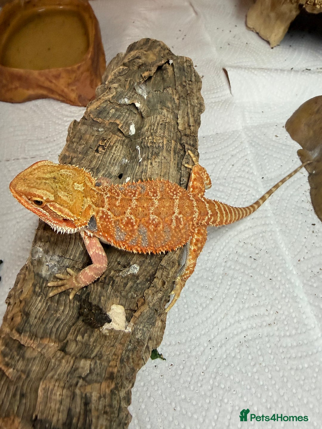 Bearded Dragon reptiles for sale: Last 3 baby dragons AVAILABLE NOW  - Image 18