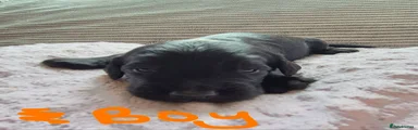 Sprocker Puppy 6 orange