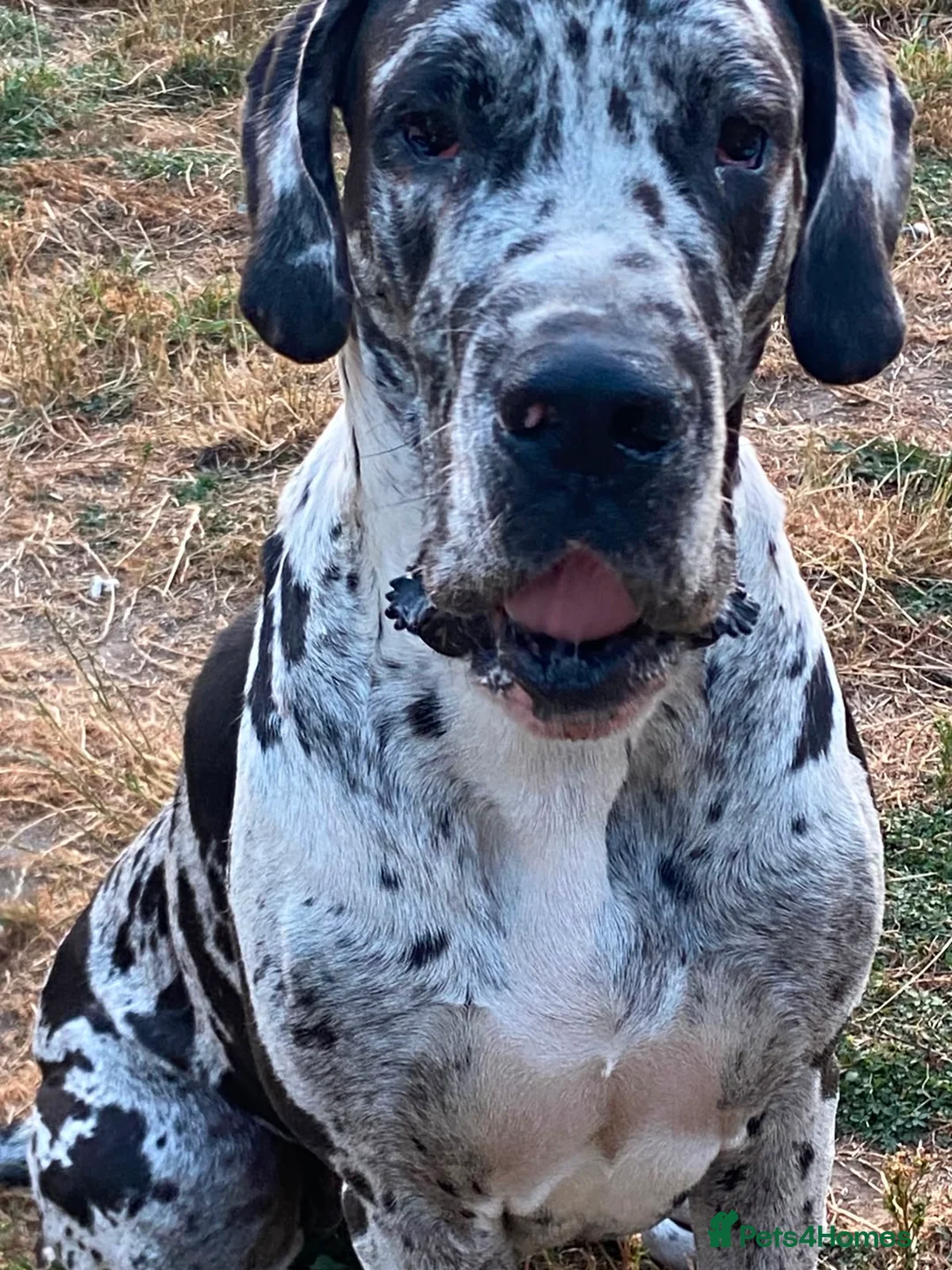 Great Dane dogs for sale: Beautiful purebred Great Dane puppies  - Advert 6
