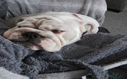 English Bulldog dogs for sale: Kc registered English bulldog - Image 8