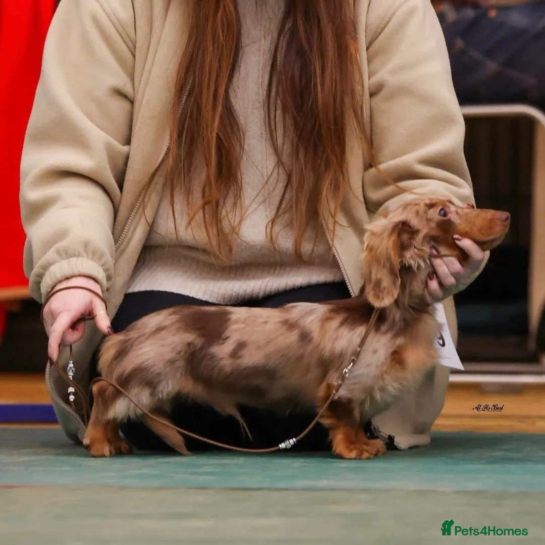 Miniature Dachshund dogs for stud: KC Reg Health Tested Longhaired Chocolate Dapple - Advert 2