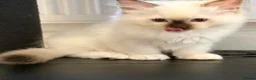 Ragdoll cats for sale: Stunning GCCF Ragdoll Kittens - Advert 4