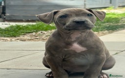 American Bulldog dogs for sale: Ivory 9 week old puppy for sale  - Image 1