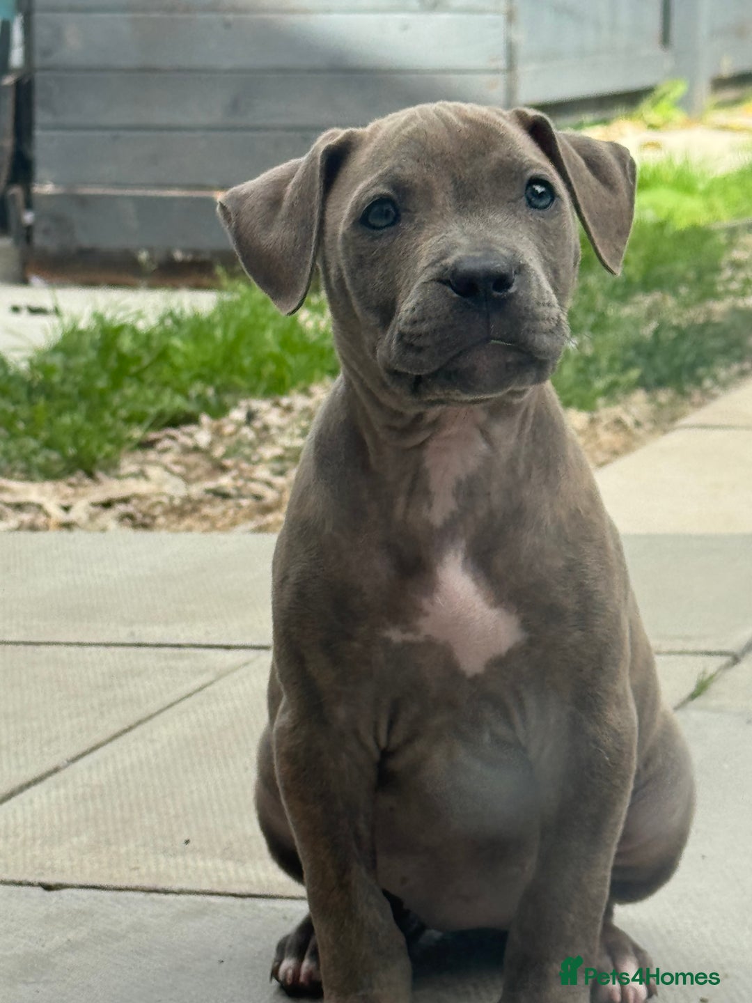 American Bulldog dogs for sale: Ivory 9 week old puppy for sale  - Image 1