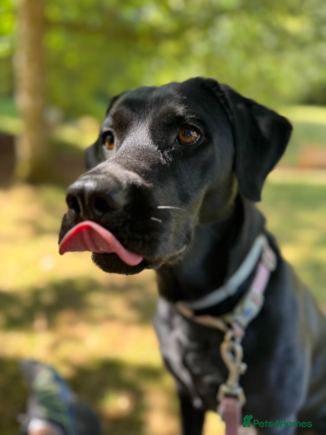 Labrador Retriever dogs for sale: Beautiful Labrador Retriever puppies - Image 24