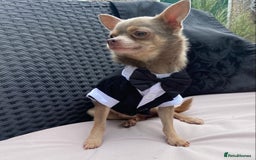 Chihuahua dogs for stud:  Kennel Club Registered Lilac Tricolour at stud in Luton - Image 1