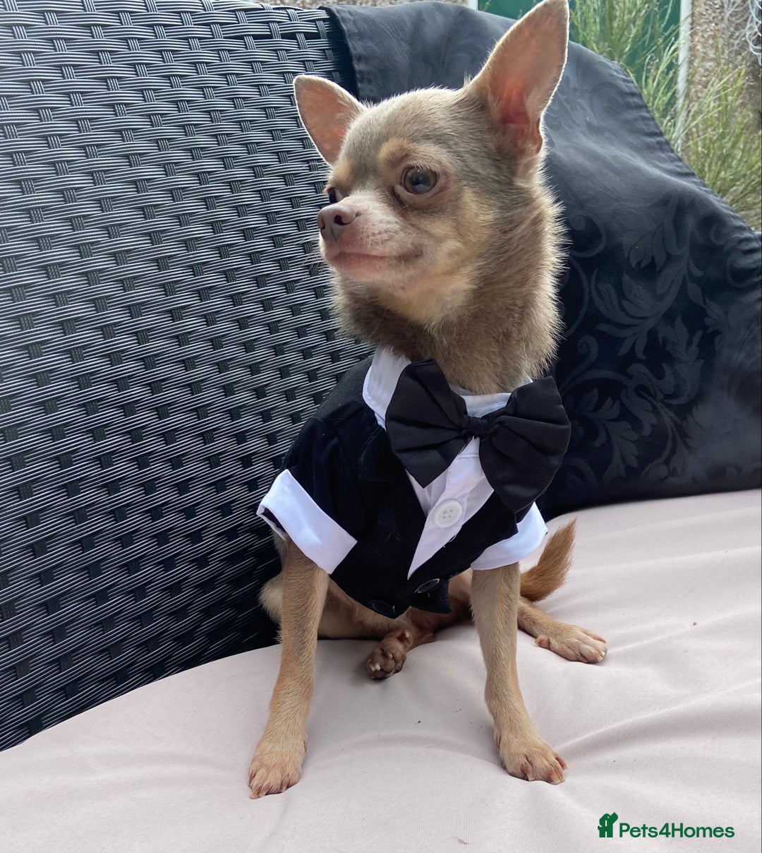 Chihuahua dogs for stud:  Kennel Club Registered Lilac Tricolour at stud in Luton - Image 1