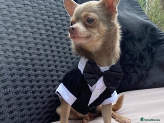 Chihuahua dogs in Luton - Advert 28