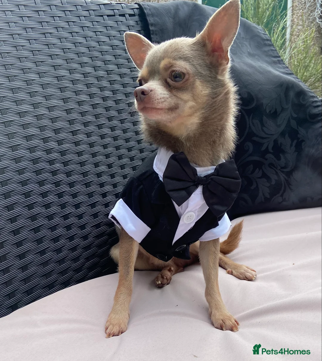 Chihuahua dogs for stud:  Kennel Club Registered Lilac Tricolour at stud in Luton - Advert 1