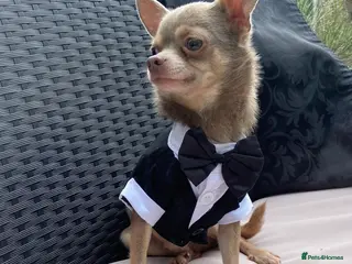 Chihuahua dogs Kennel Club Registered Lilac Tricolour at stud in Luton - Advert 6