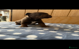 Patterdale Terrier dogs for sale: Male patterdale pups   - Image 5