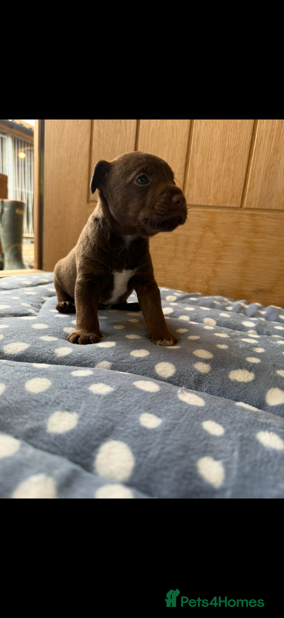 Patterdale Terrier dogs for sale: Male patterdale pups   - Image 5