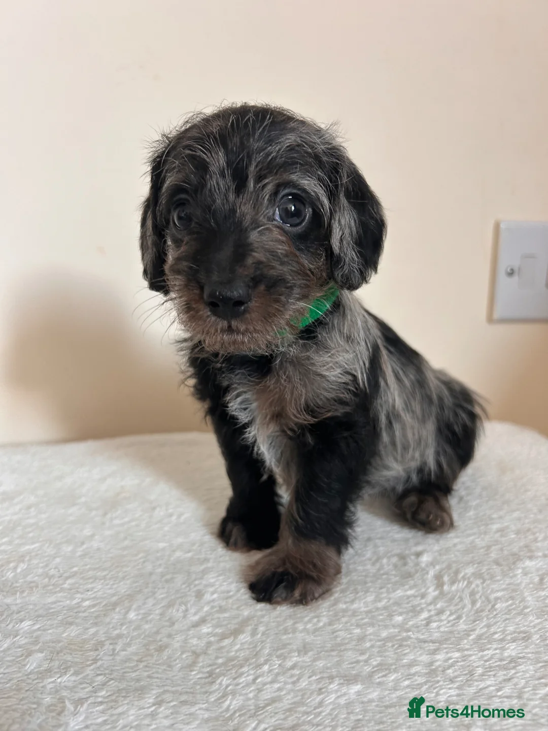 Doxiepoo dogs for sale: Doxiepoo puppies - Advert 20