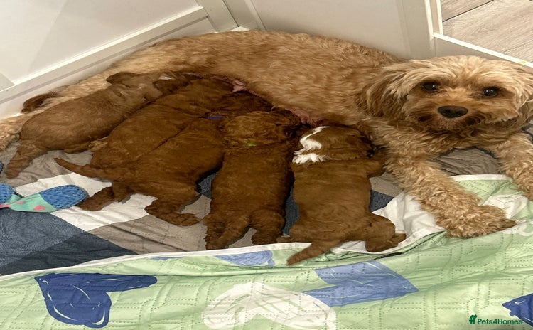 Cavapoo dogs - Advert 14