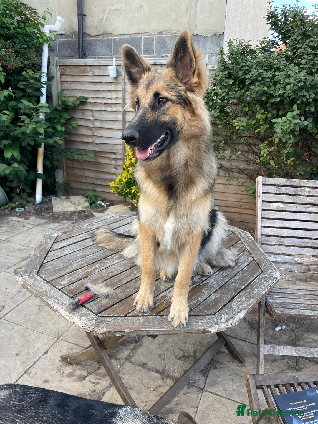 Mixed Breed dogs for sale: 9 gsd x pups for sale  - Image 7