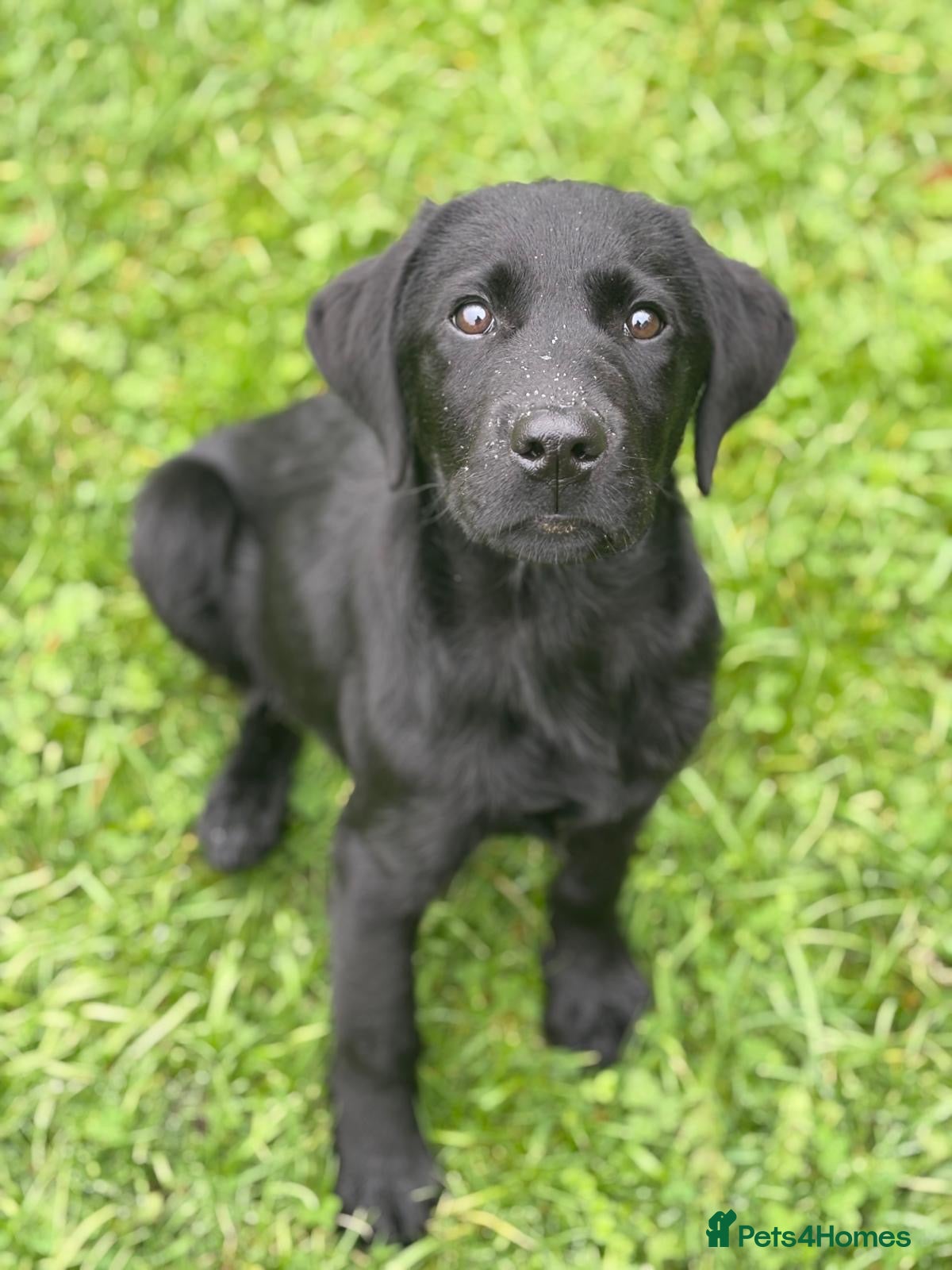 Labrador Retriever dogs Fully Trained Labrador  - Advert 2