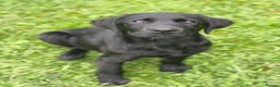 Labrador Retriever dogs for sale: Fully Trained Labrador  - Advert 1